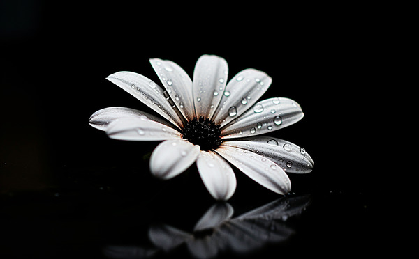 Whisper Bloom – Minimalist Daisy on Black Print Print