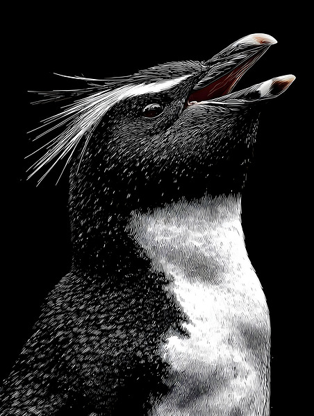 Cry of the Rockhopper – Modern Wildlife Print Print