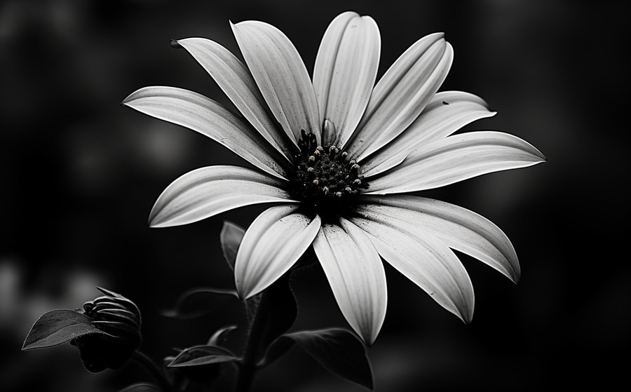 Twilight Petals – Black and White Floral Portrait  Print