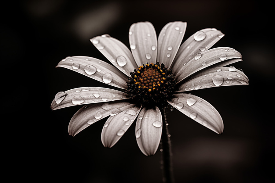 After the Rain – Dew-Kissed Daisy in Monochrome  Print