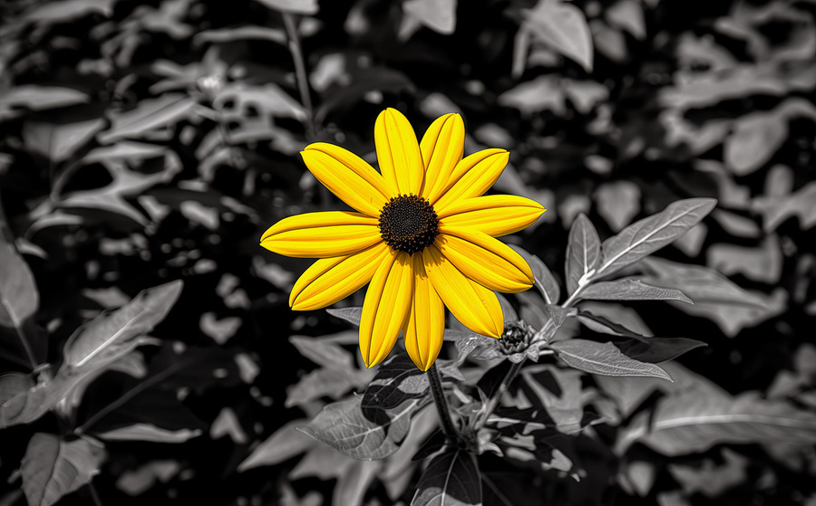 Golden Defiance – Yellow Flower in Monochrome Field Print  Print