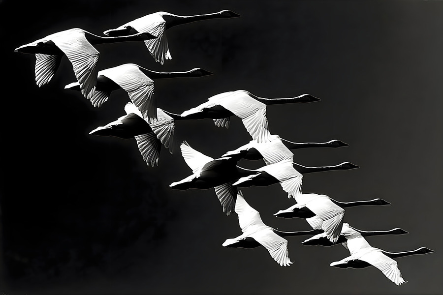 Flight Code – Geese Formation Print  Print