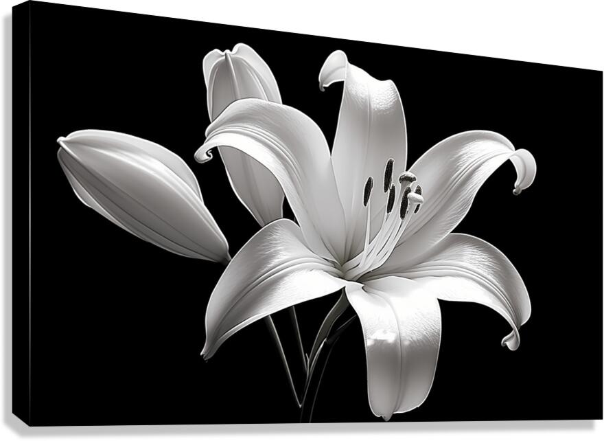Lily Of The Light - Monochrome Lily Floral Art Prints Canvas Print