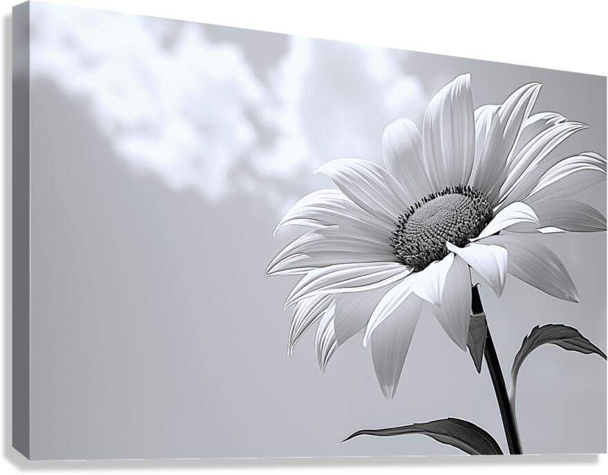Helianthus Debilis - Botanical Sunflower Study Art Prints Canvas Print