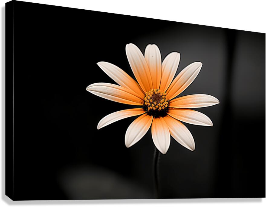 Whispers Of The Wild Daisy - Monochrome Floral Art Prints Canvas Print