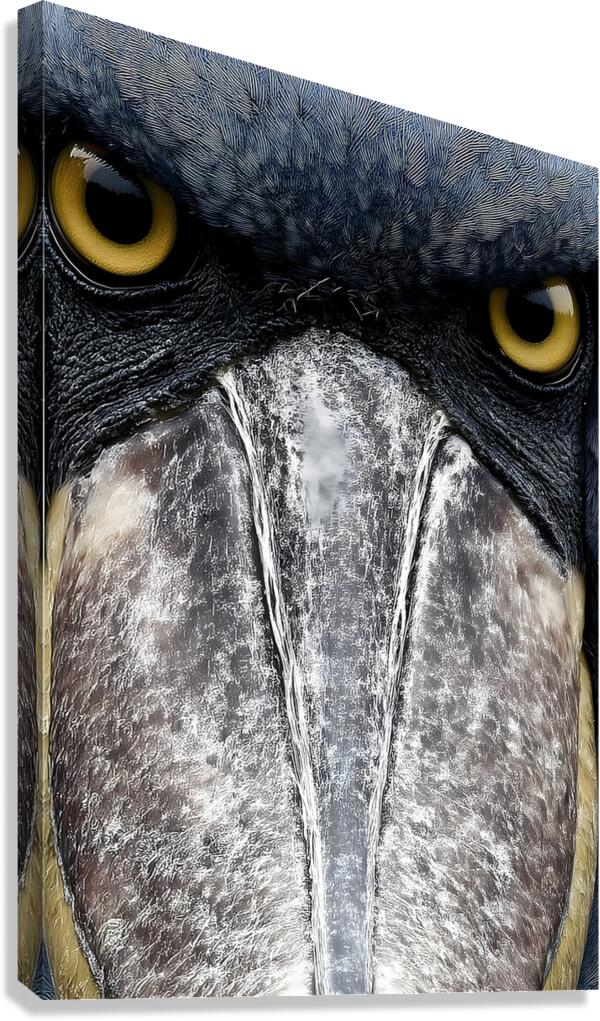 Prehistoric Stare – Present Day Shoebill Print Canvas Print