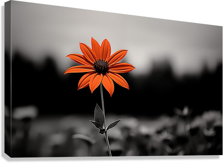 Solitary Flame – Orange Daisy in the Dark Print Canvas Print