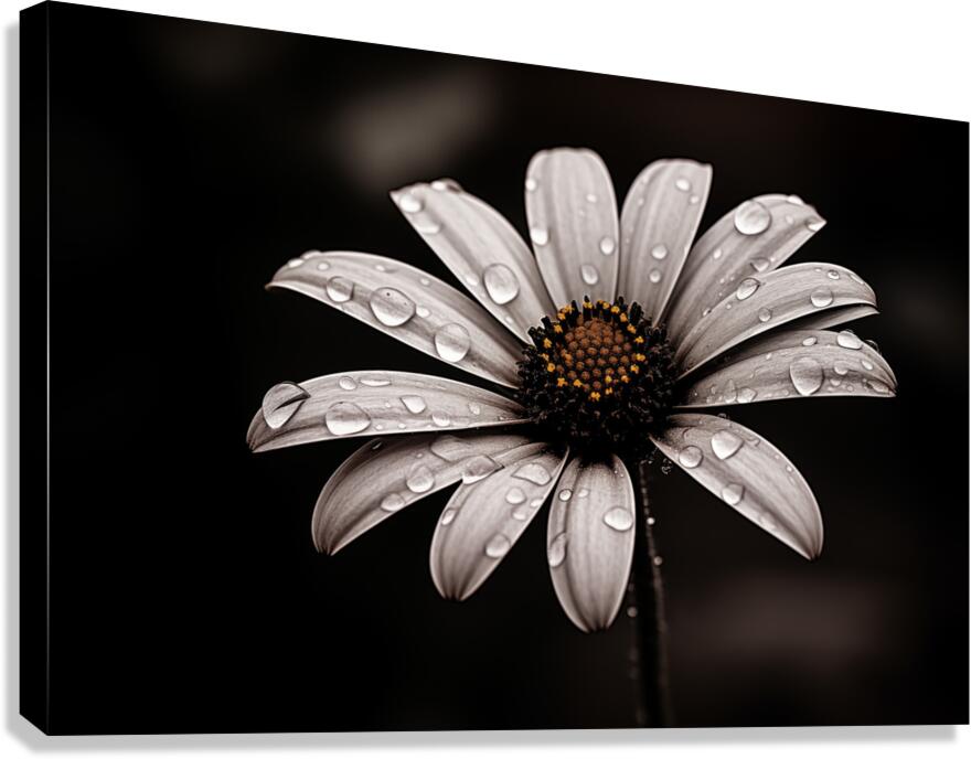After the Rain – Dew-Kissed Daisy in Monochrome Canvas Print
