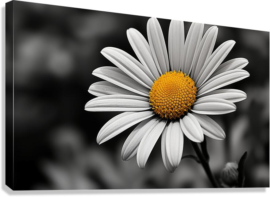 Amber Whisper – Yellow Petal Accent Print Canvas Print