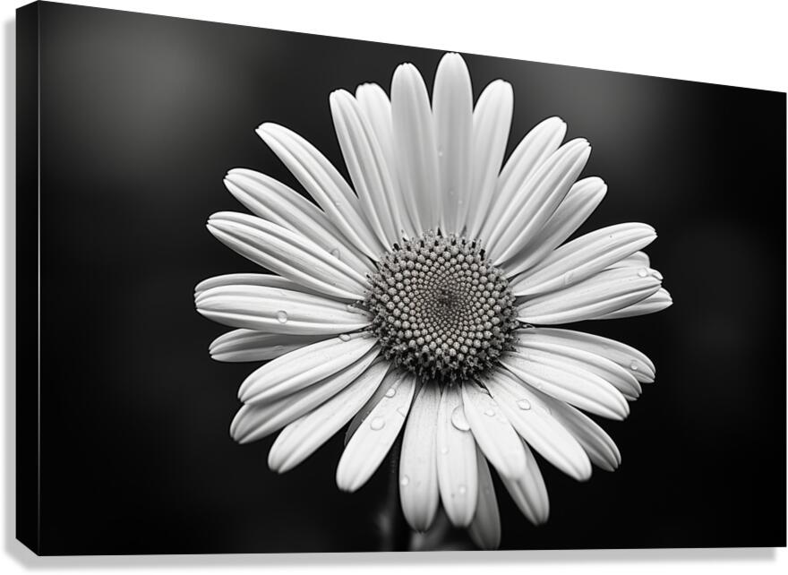 Monochrome Majesty – Sunflower in Black and White Print Canvas Print