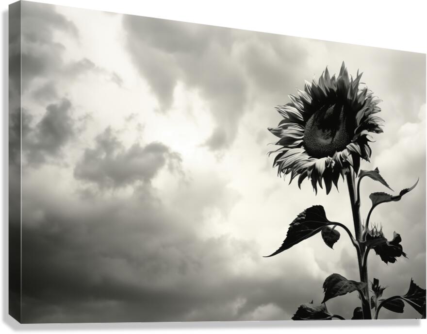 Stormwatch – Sunflower Under Clouded Sky Print Canvas Print