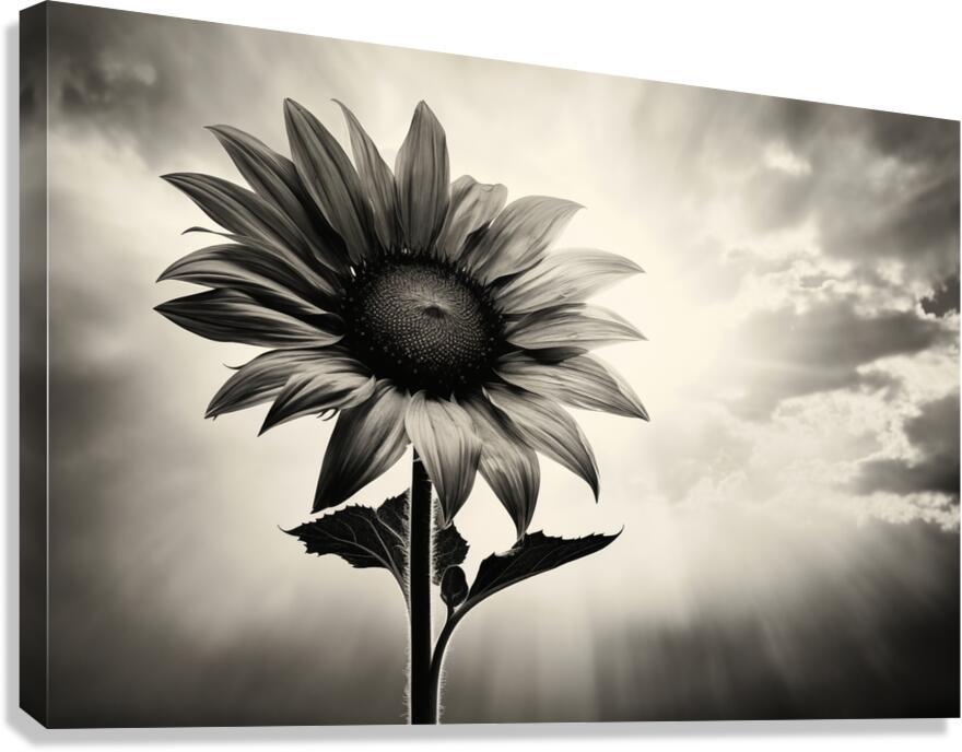 Standing Tall – Sunflower Monochrome Landscape Print Canvas Print