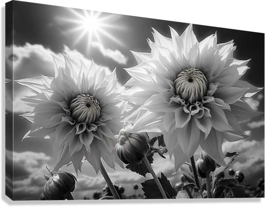 Silver Petals – Black & White Daisy Art Print Canvas Print