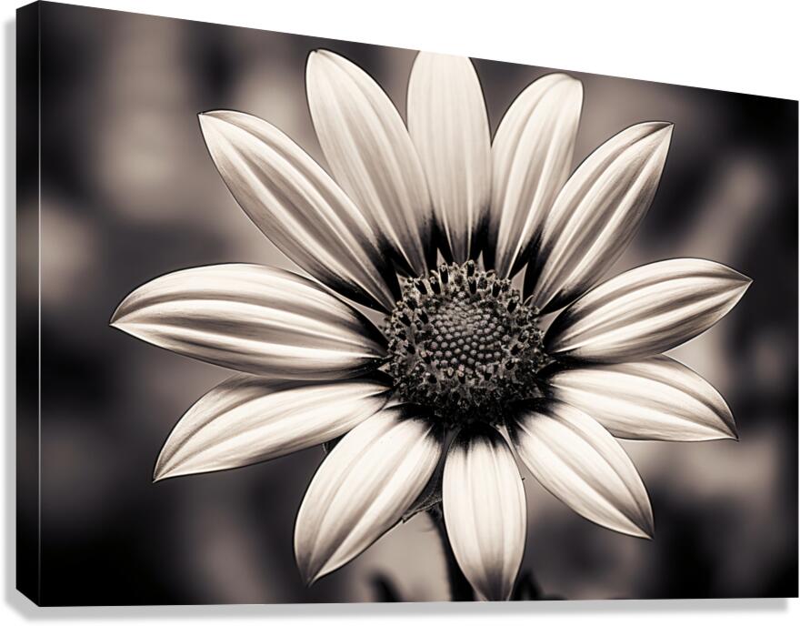 Blind Eyed – Monochrome Daisy Macro Art Print Canvas Print