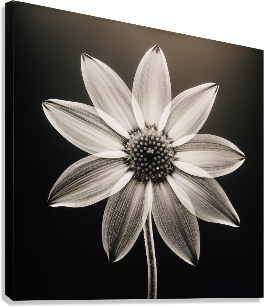Sumptuous – Soft-Glow Daisy Monochrome Art Print Canvas Print