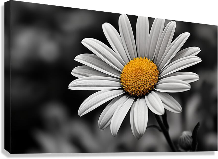Serendipitous – Dew-Kissed Daisy Monochrome Art Print Canvas Print