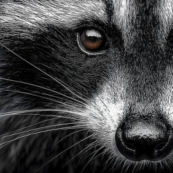 Bandit – Raccoon Portrait Art Print