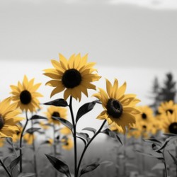 Blue Horizon Bloom – Sunflowers by the Sea Print