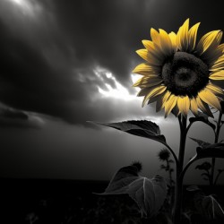 Hope in Bloom – Selective Color Sunflower Print