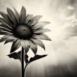 Standing Tall – Sunflower Monochrome Landscape Print