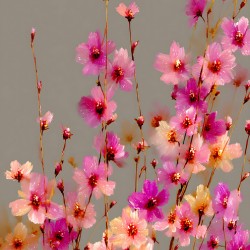 Eveil Des Petales - Awakening Of Petals - Modern Floral Art Prints