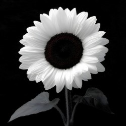 Sunflower Selfie 24 - Sunflower Portrait Art Prints