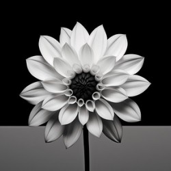 Solo - Minimal Floral Art Prints