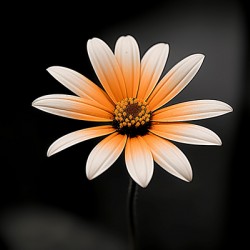 Whispers Of The Wild Daisy - Monochrome Floral Art Prints