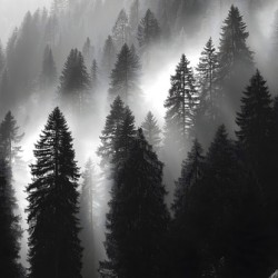 Misty Pine Hillside - Monochrome Landscape Art Prints