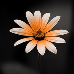 Amber Echo – Warm Toned Floral Minimalist Print