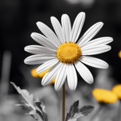 Light & Form – Black and White Daisy Print