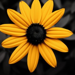 Lone Glow – Yellow Sunflower on Black Print