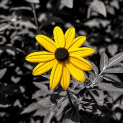 Golden Defiance – Yellow Flower in Monochrome Field Print