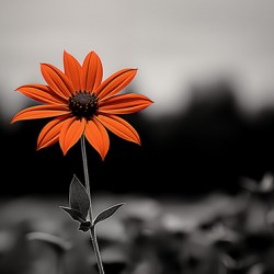 Solitary Flame – Orange Daisy in the Dark Print