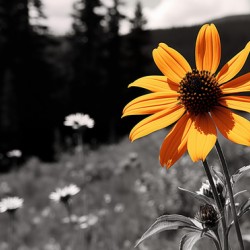 Wild Solitude – Orange Flower in Mountain Meadow Print