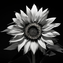 Stillness in Bloom – Monochrome Flower Reflection Print