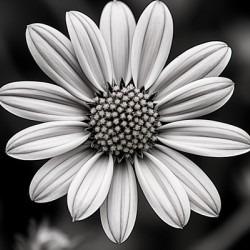 Fields of Memory – Black and White Sunflower Portrait