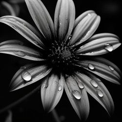 Obsidian Bloom I – Graphic Floral Print