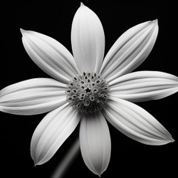 Obsidian Bloom II – Minimal Floral Print