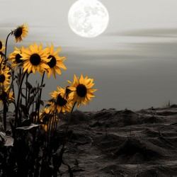 Harvest Moon – Golden Sunflowers by Moonlight Print