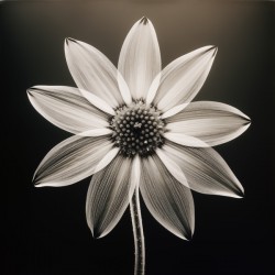 Sumptuous – Soft-Glow Daisy Monochrome Art Print