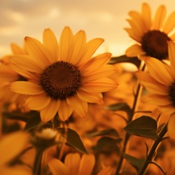 Golden Haze – Radiant Sunflower Morning Print
