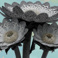 Lace Petal Trio – Modern Lotus Bloom Art Print