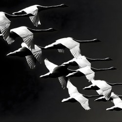 Flight Code – Geese Formation Print