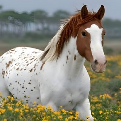 Wild Blossom – Spotted Appaloosa Horse Print