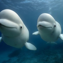 Arctic Companions – Beluga Whales Print