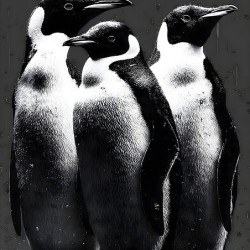 The Council – Emperor Penguins Print