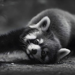 Morning Stretch – Red Panda Monochrome Print
