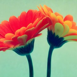 Sunlit Gerberas – Modern Botanical Art Print