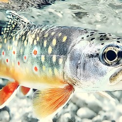 Into the Current – Trout Print